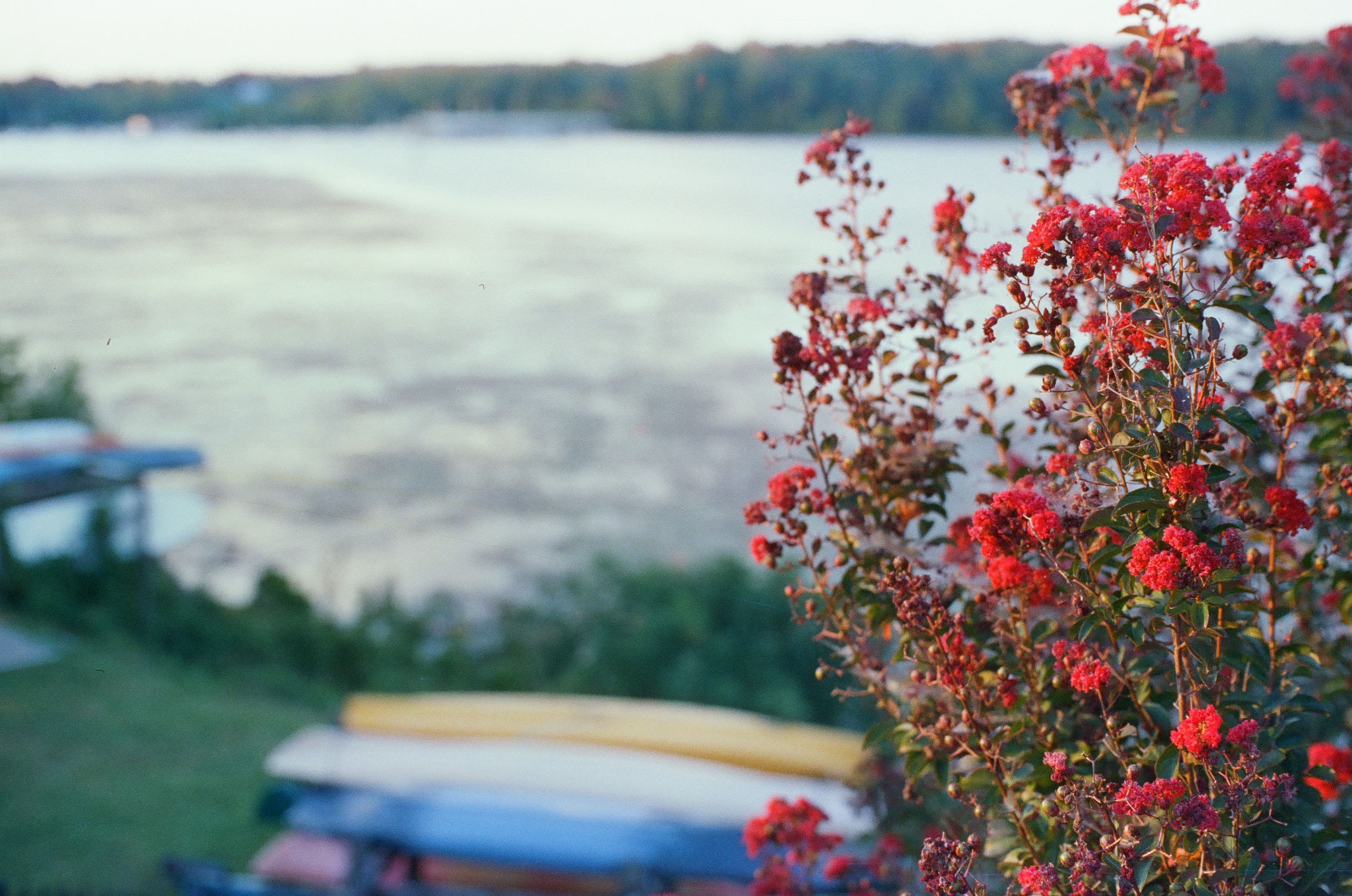 Sharp red flower clusters on shrub branches at right overlooking a pale river, with blurred stacked canoes below and a wooded far shore.