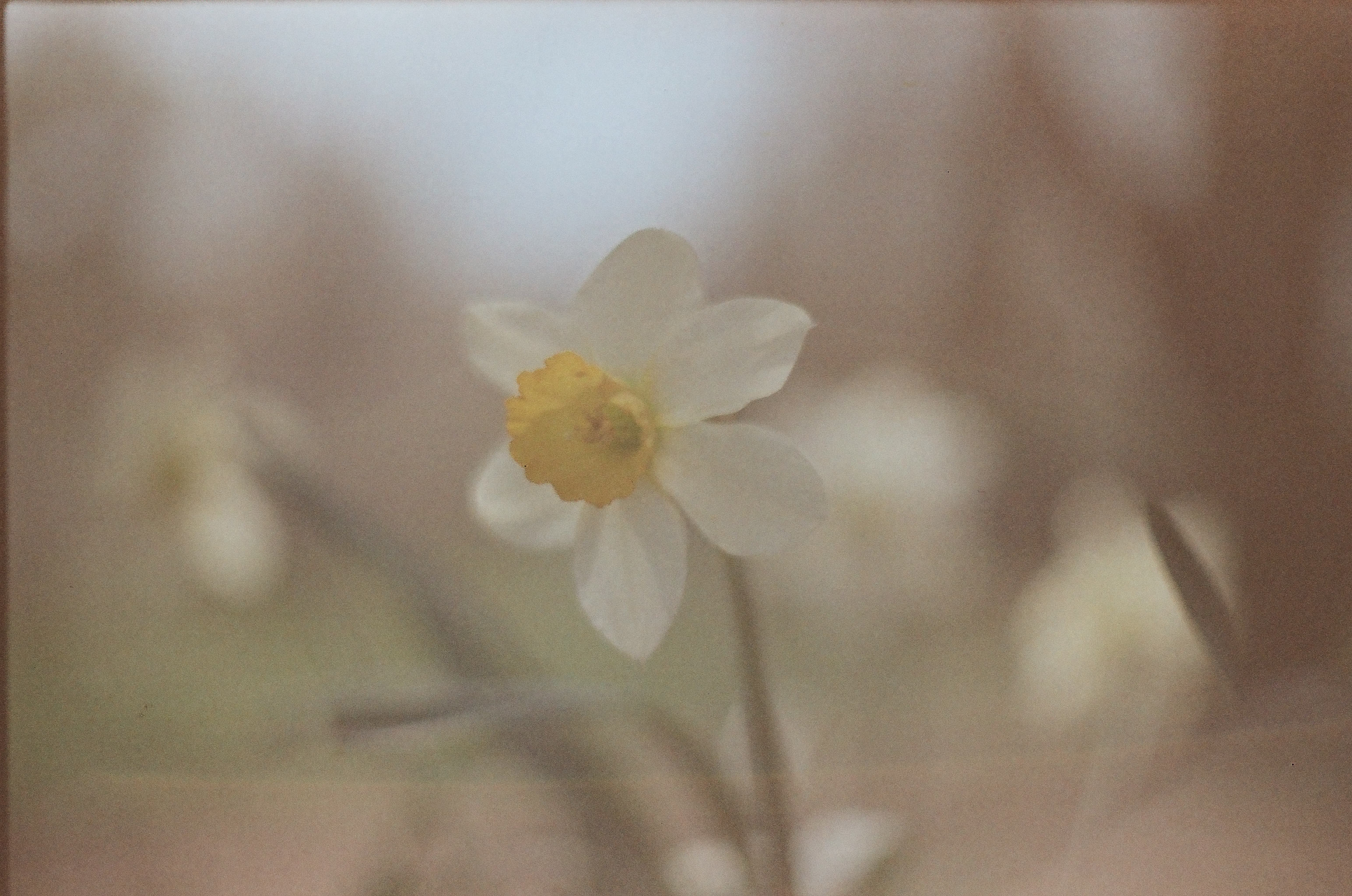 A white flower with a yellow center stands near the center, surrounded by blurred pale blooms, green stems, and brown background tones.