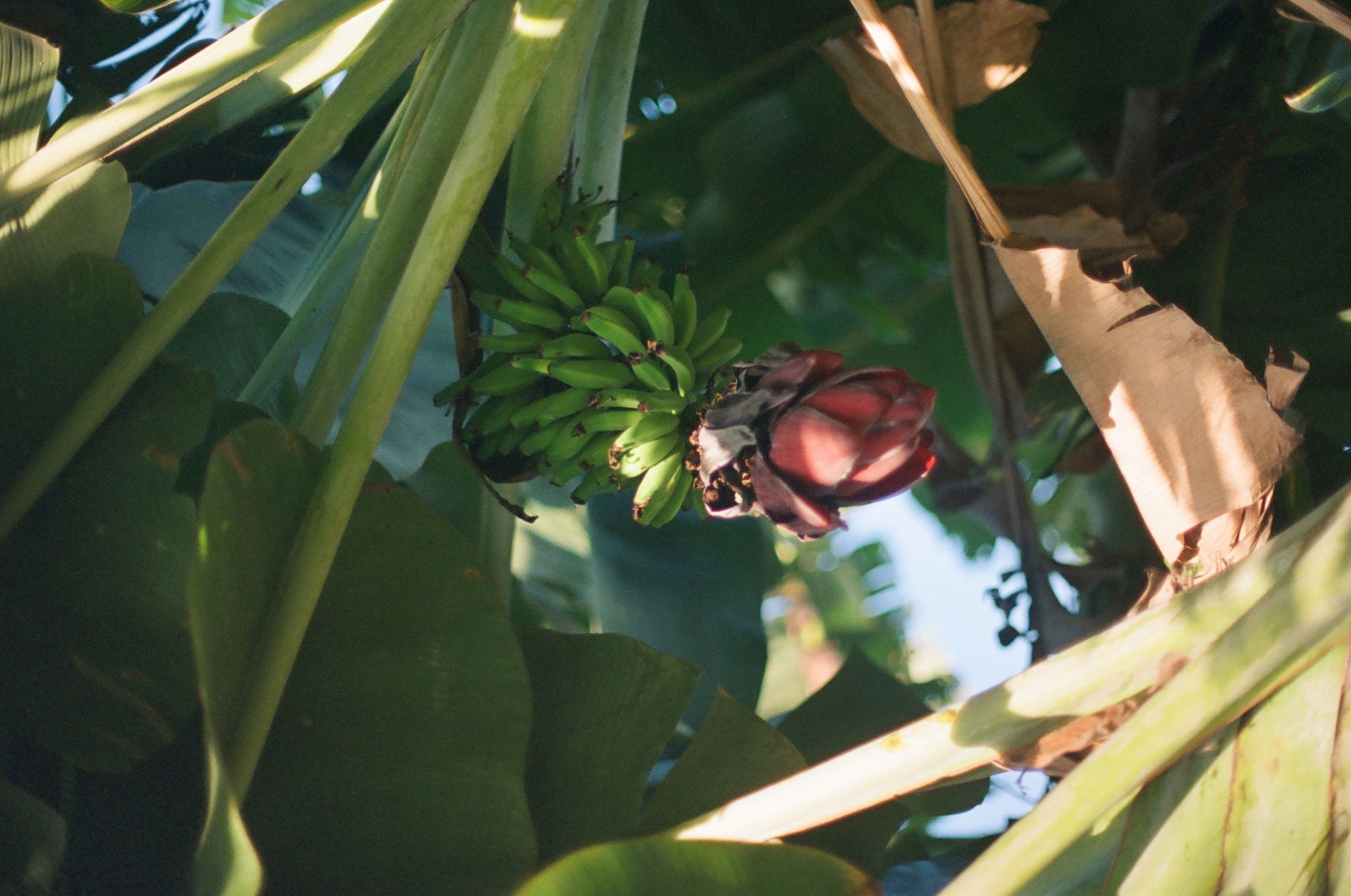 Green bananas and a red blossom hang within dense overlapping leaves crossed by bright stems and deep shadow.