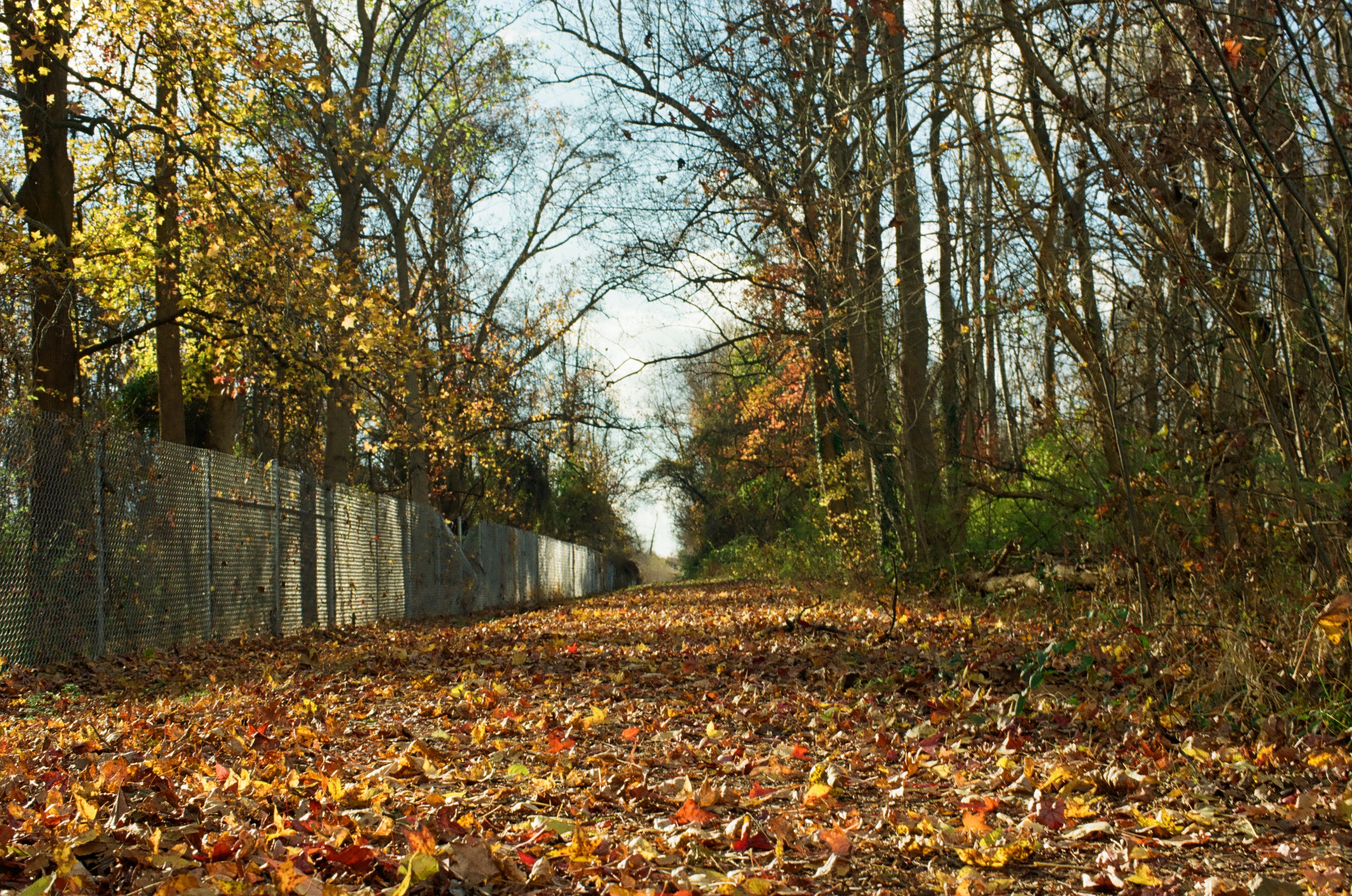 Fallen orange and brown leaves cover a straight path between partly bare trees, with a chain-link fence running along the left toward the distance.