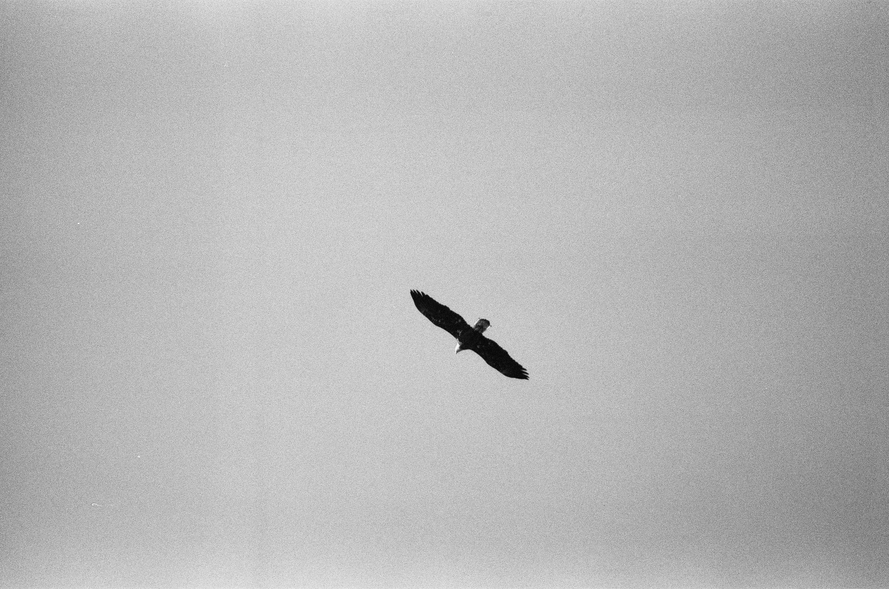 A dark bird glides with wings fully spread across an evenly gray and lightly grained sky.