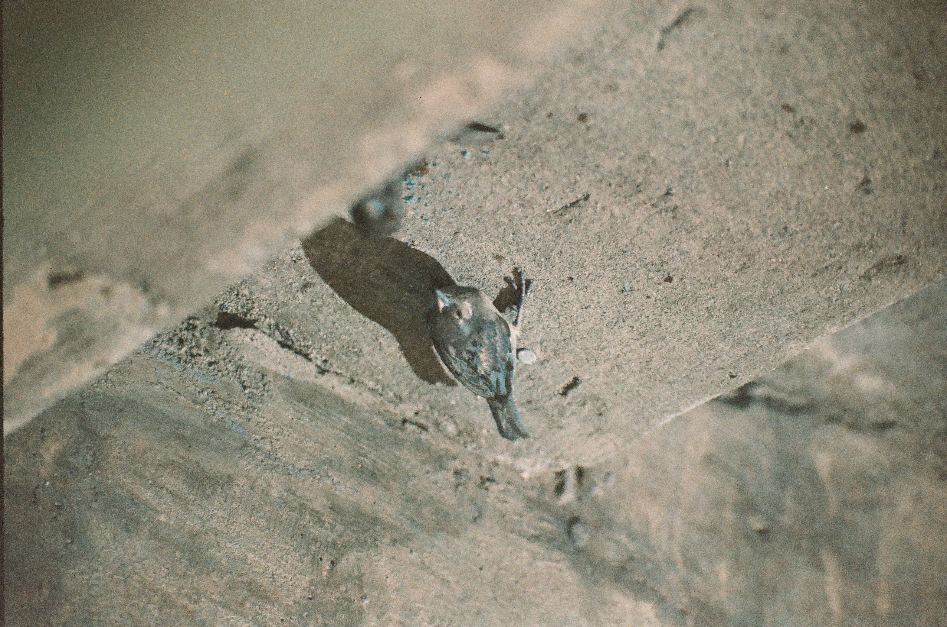 A small bird perched at the edge of a concrete step, wings folded and tail spread, its shadow stretching across the pale stone below.