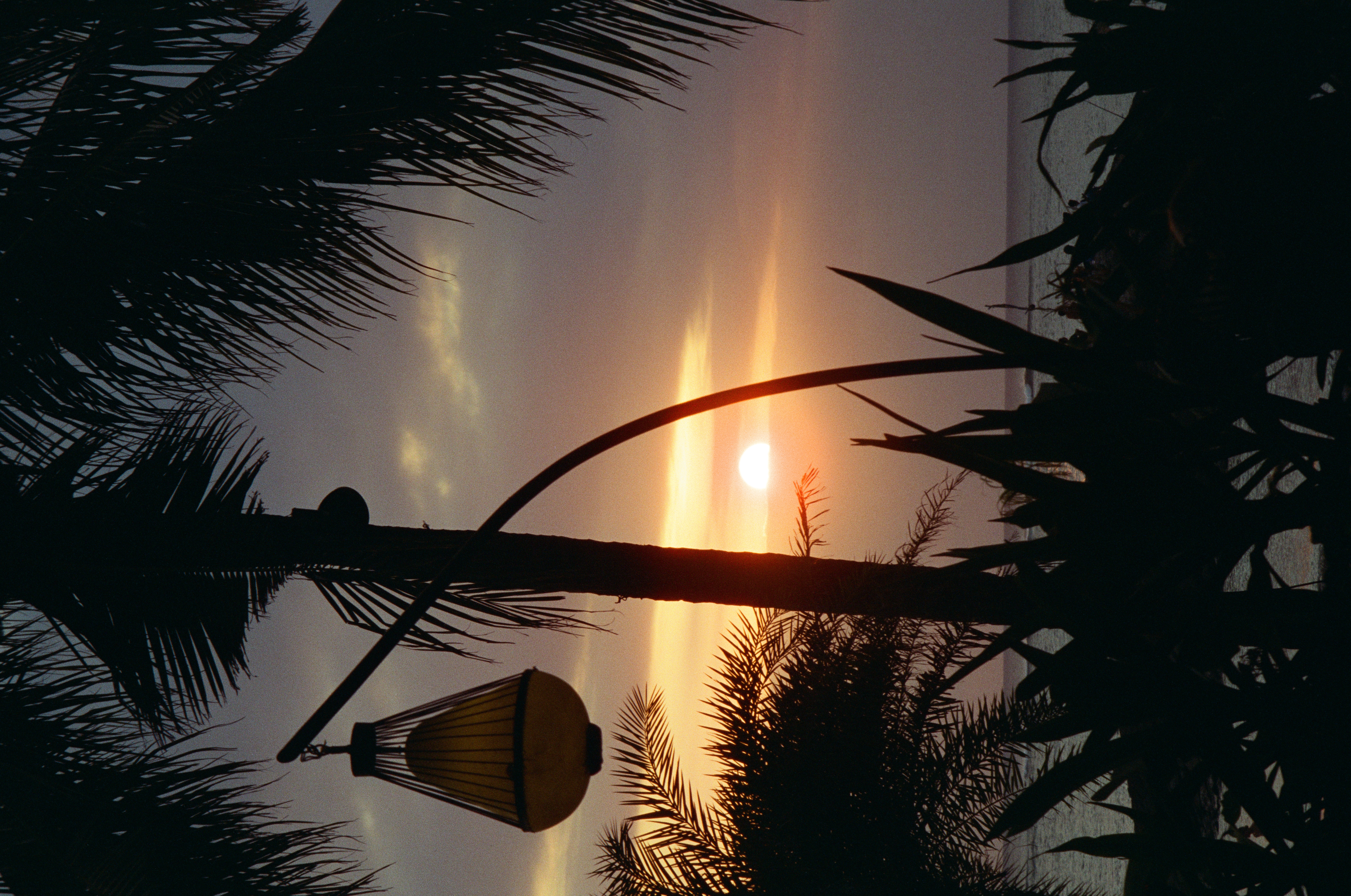 A low sun glows through clouds beyond silhouetted palms, pointed plants, and a curved pole suspending a lantern-shaped fixture.