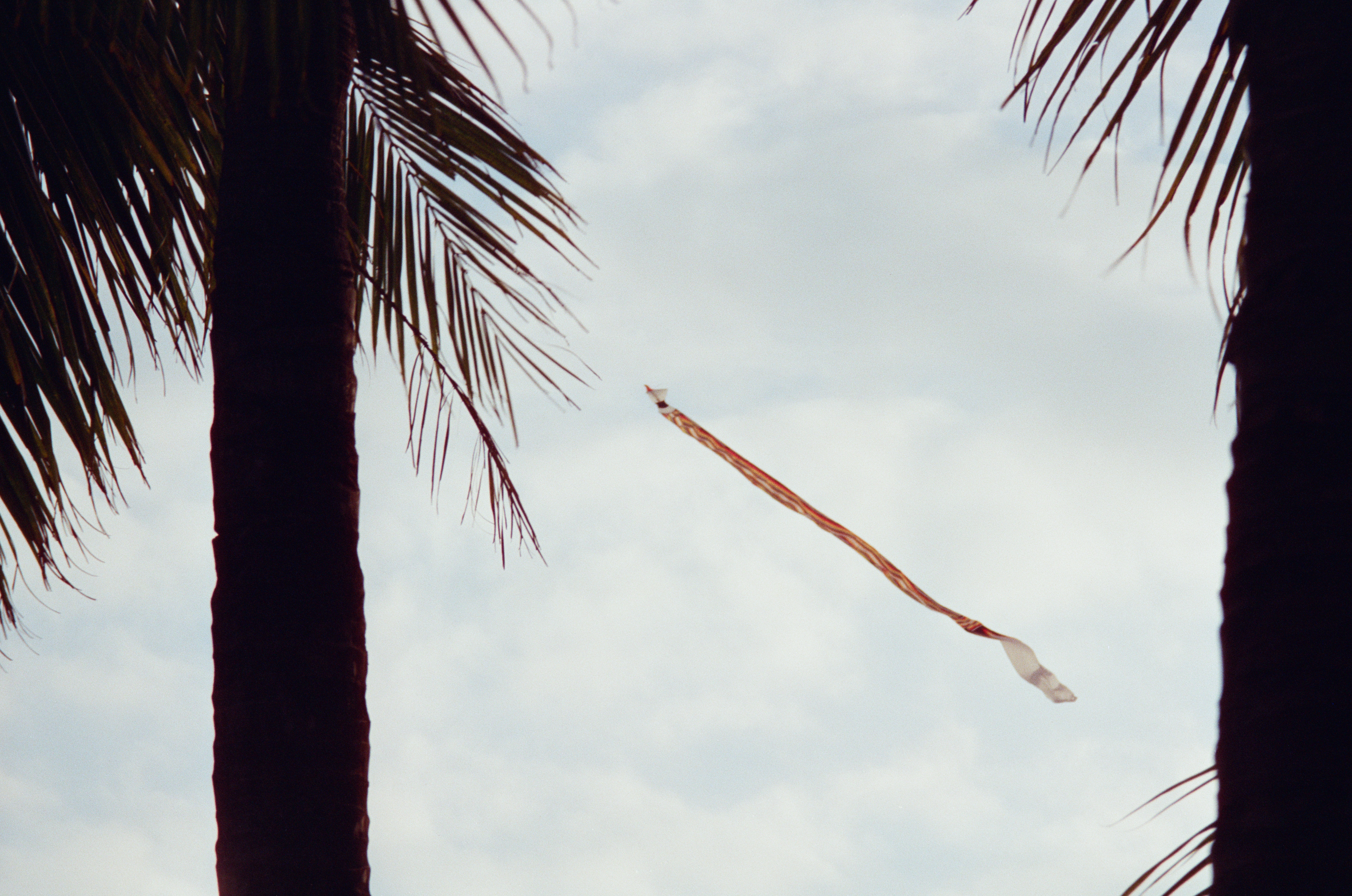 A long narrow strip arcs diagonally across a pale cloudy sky between two dark palm trunks and overhanging fronds.