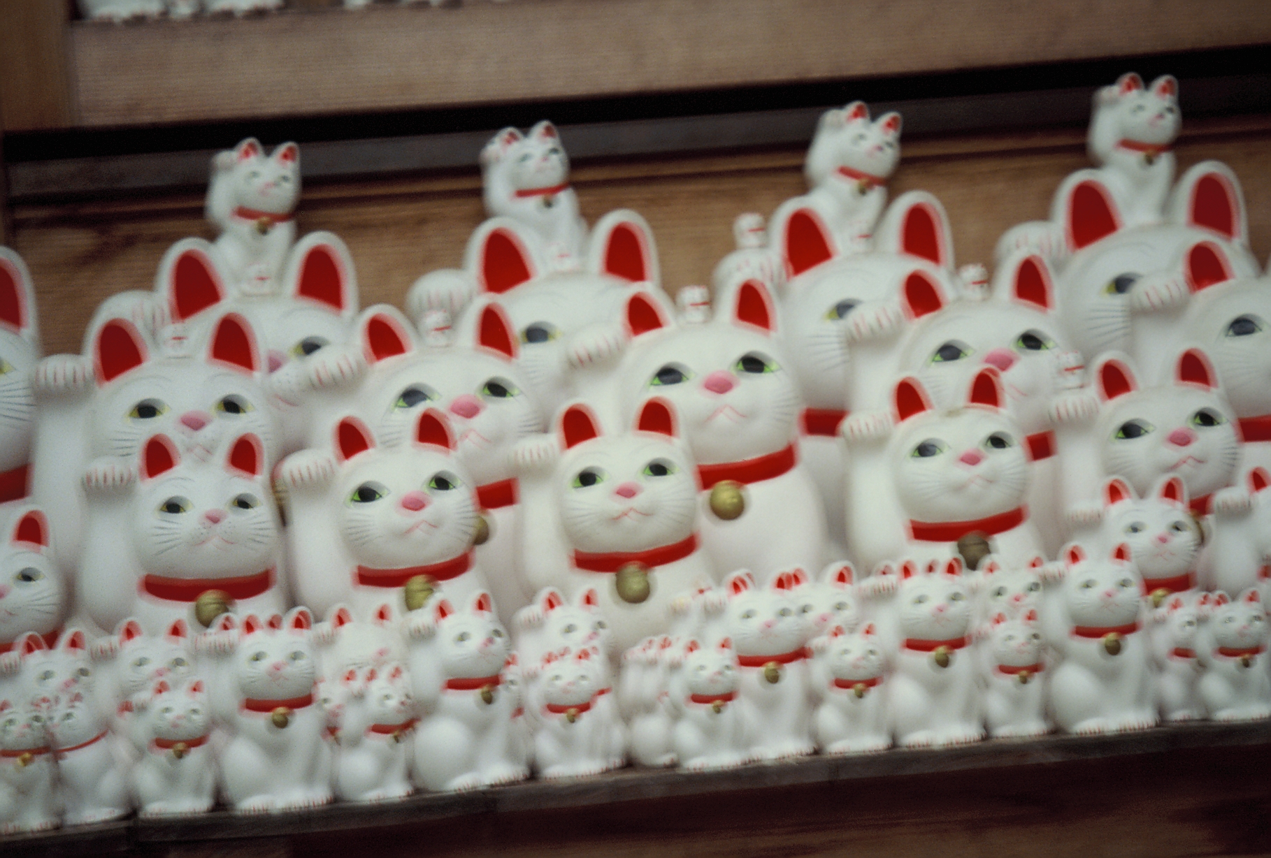 Dozens of identical white beckoning-cat figurines with red ears and gold bell collars sit in tight rows on a wooden shelf.