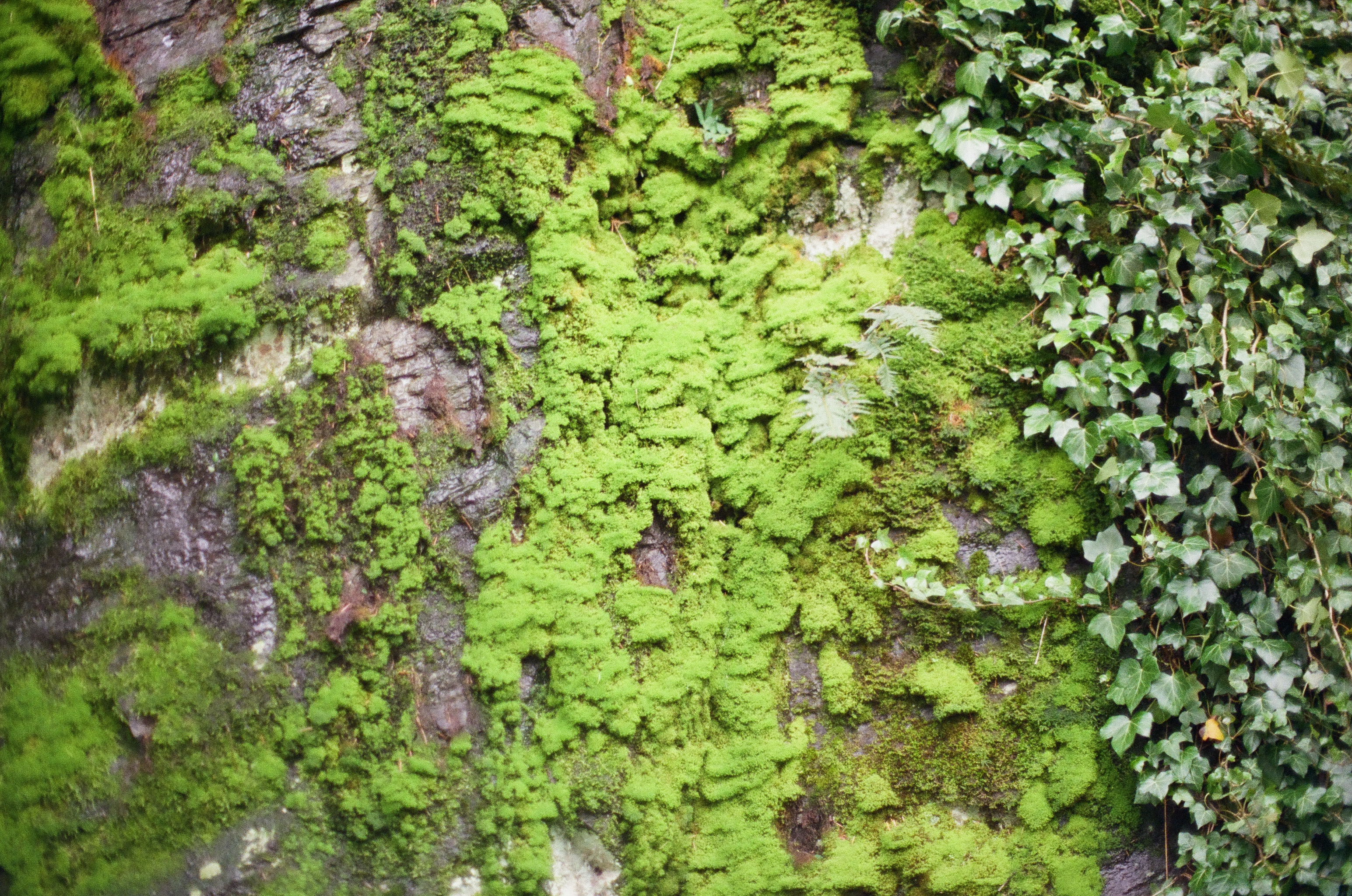 Bright moss, tiny ferns, and trailing leaves spread across dark wet stone in close view.