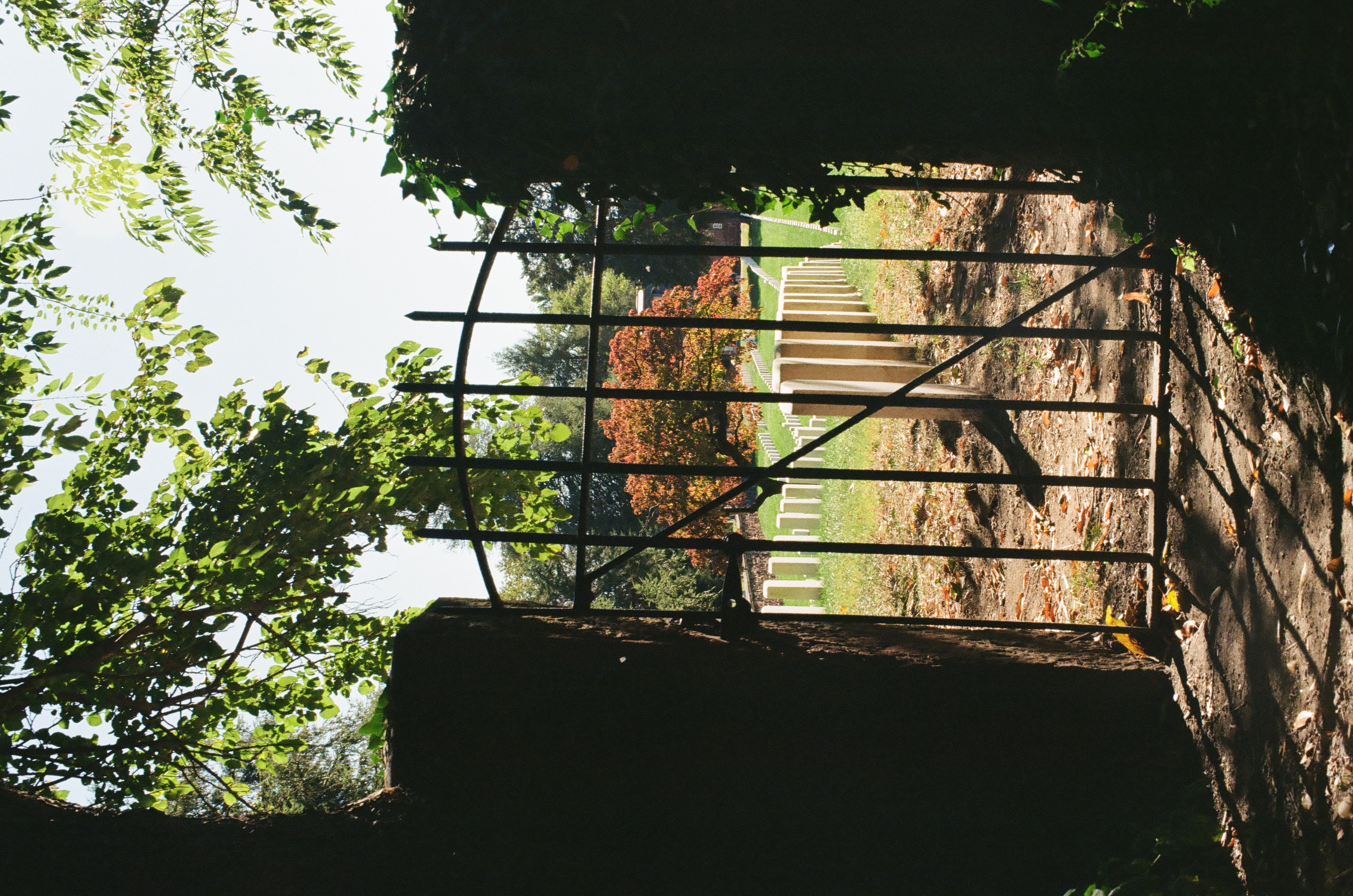 An open wrought-iron gate framed by ivy-dark posts reveals rows of white headstones and one tree with orange foliage beyond.