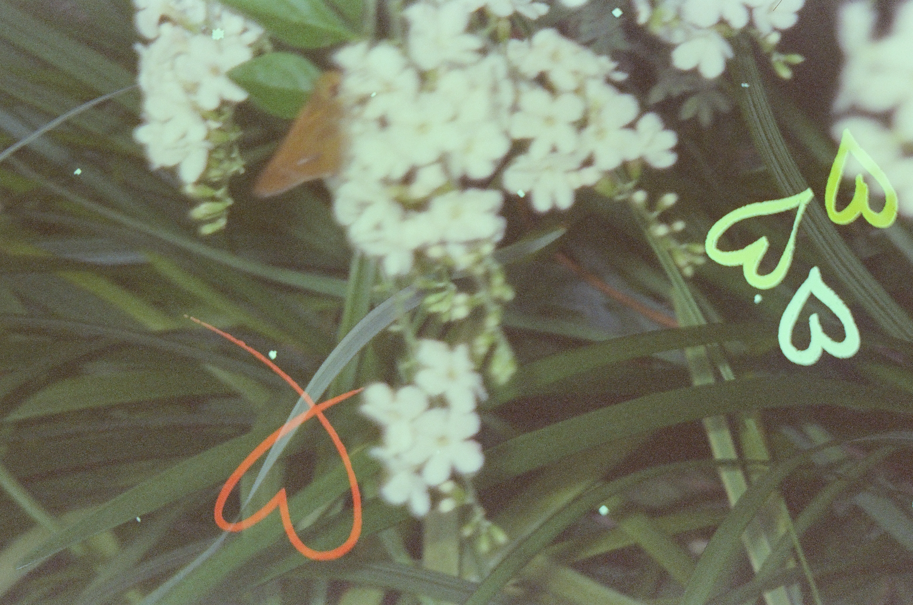 A dense cluster of small white flowers and crossing grass blades hold a brown-winged insect, with an orange heart outline and small green heart outlines nearby.