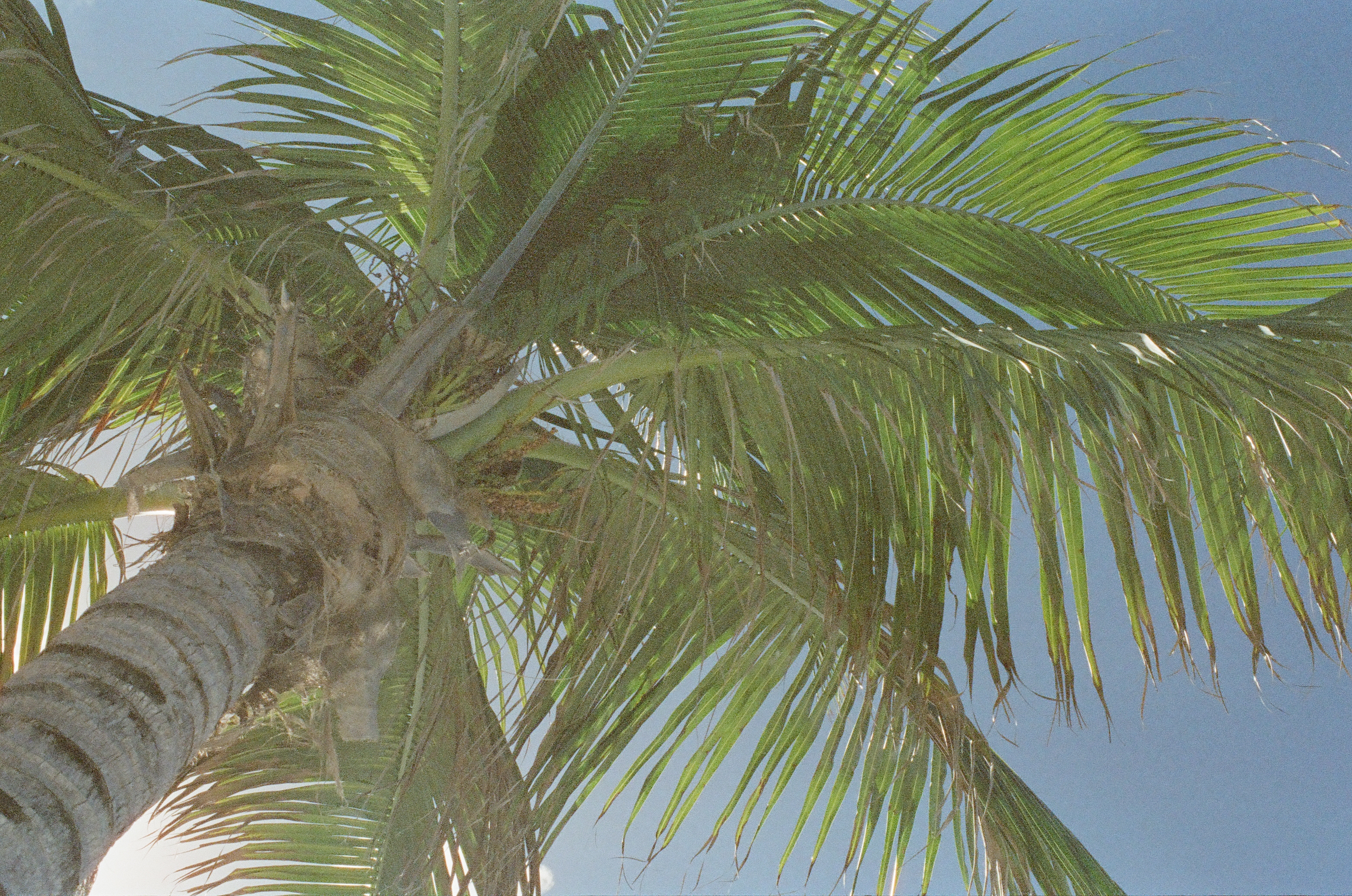 A palm trunk rises from the lower left beneath overlapping green fronds and patches of pale blue sky.