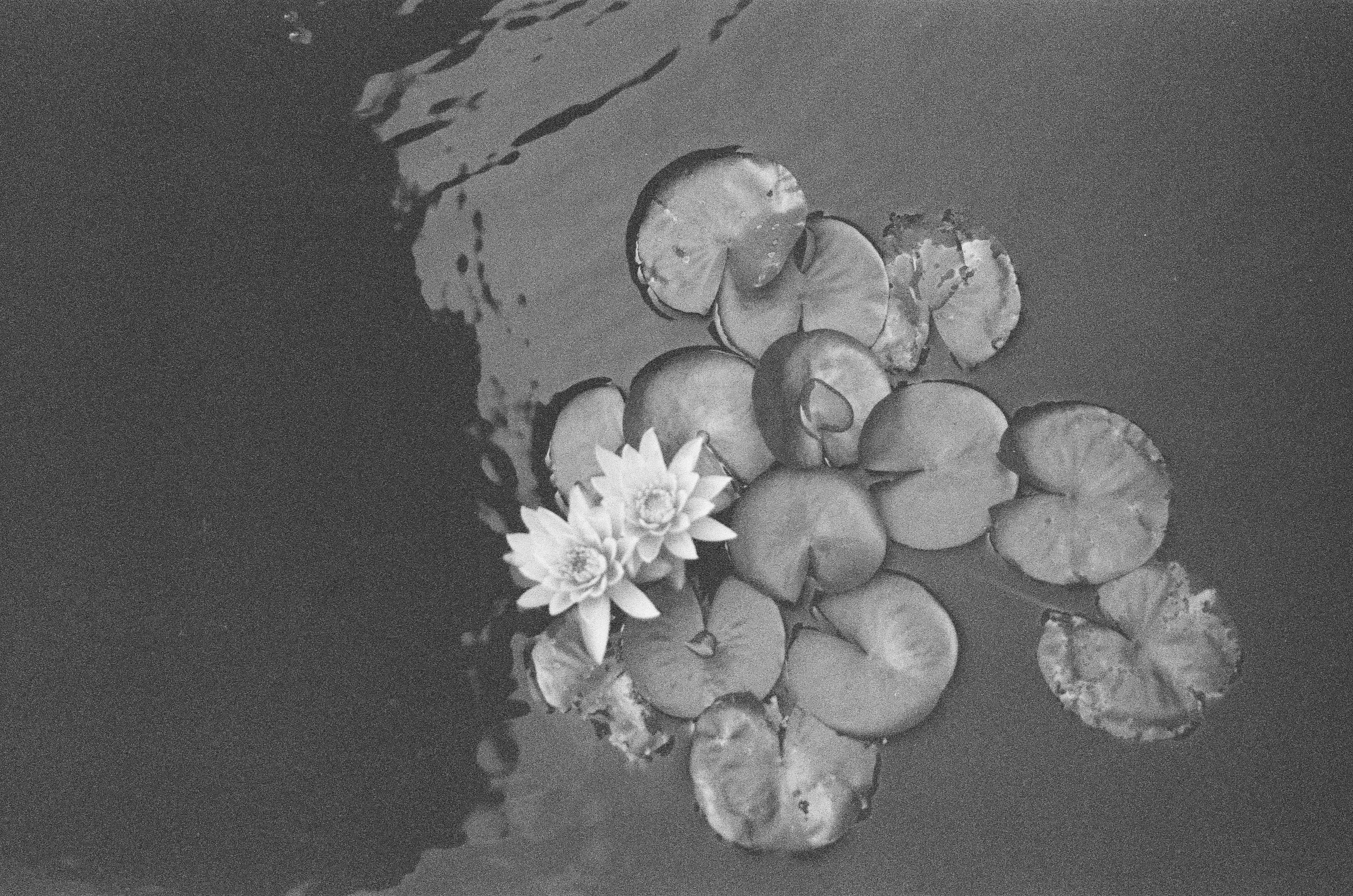 A tight cluster of round lily pads holds two small white blossoms low on the left, floating on dark, mottled water.