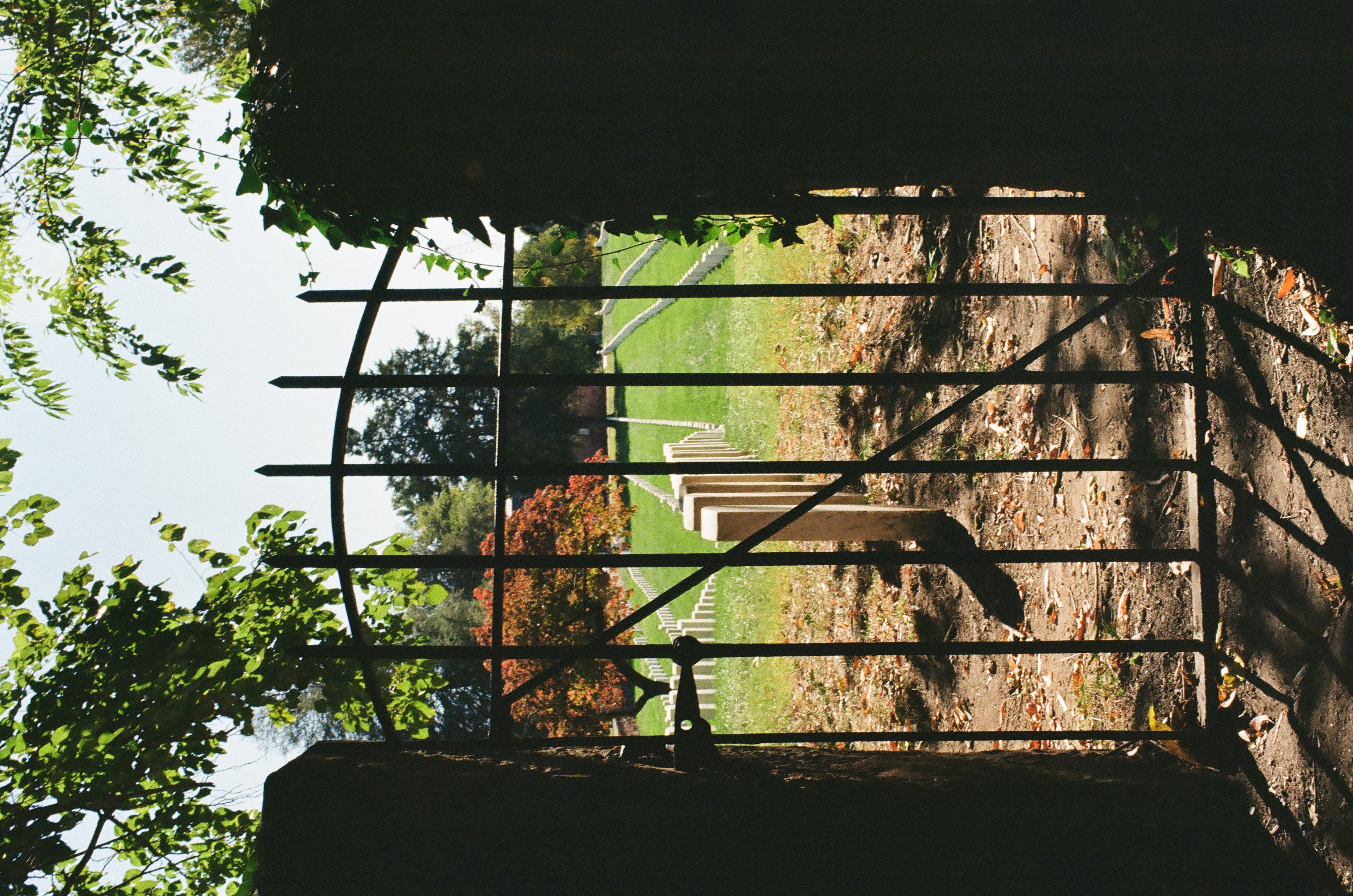 Seen through an open iron gate, rows of white headstones fan out across a lawn beside a tree turning orange.