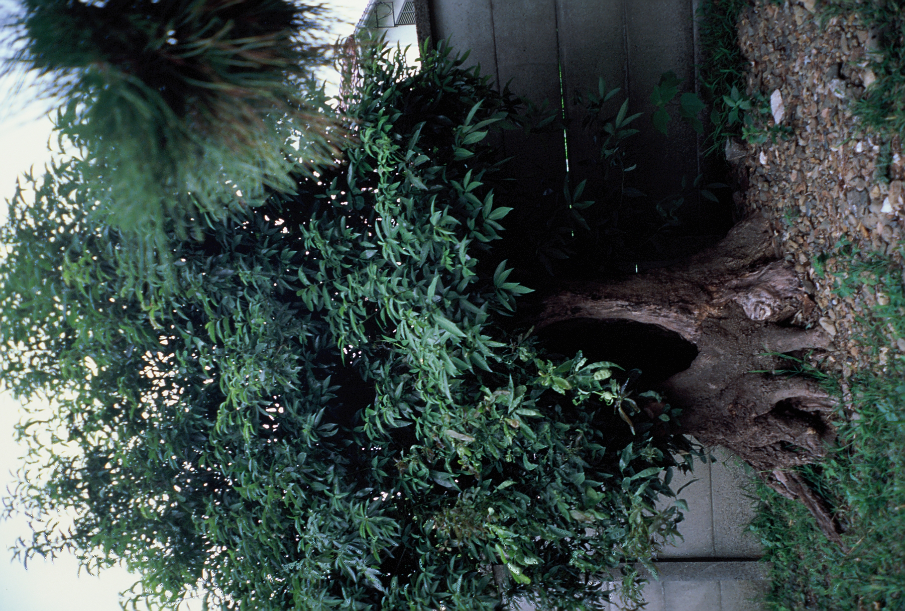 A weathered tree with a partially hollow trunk stands over gravel, its thick roots exposed, beside a concrete block wall.