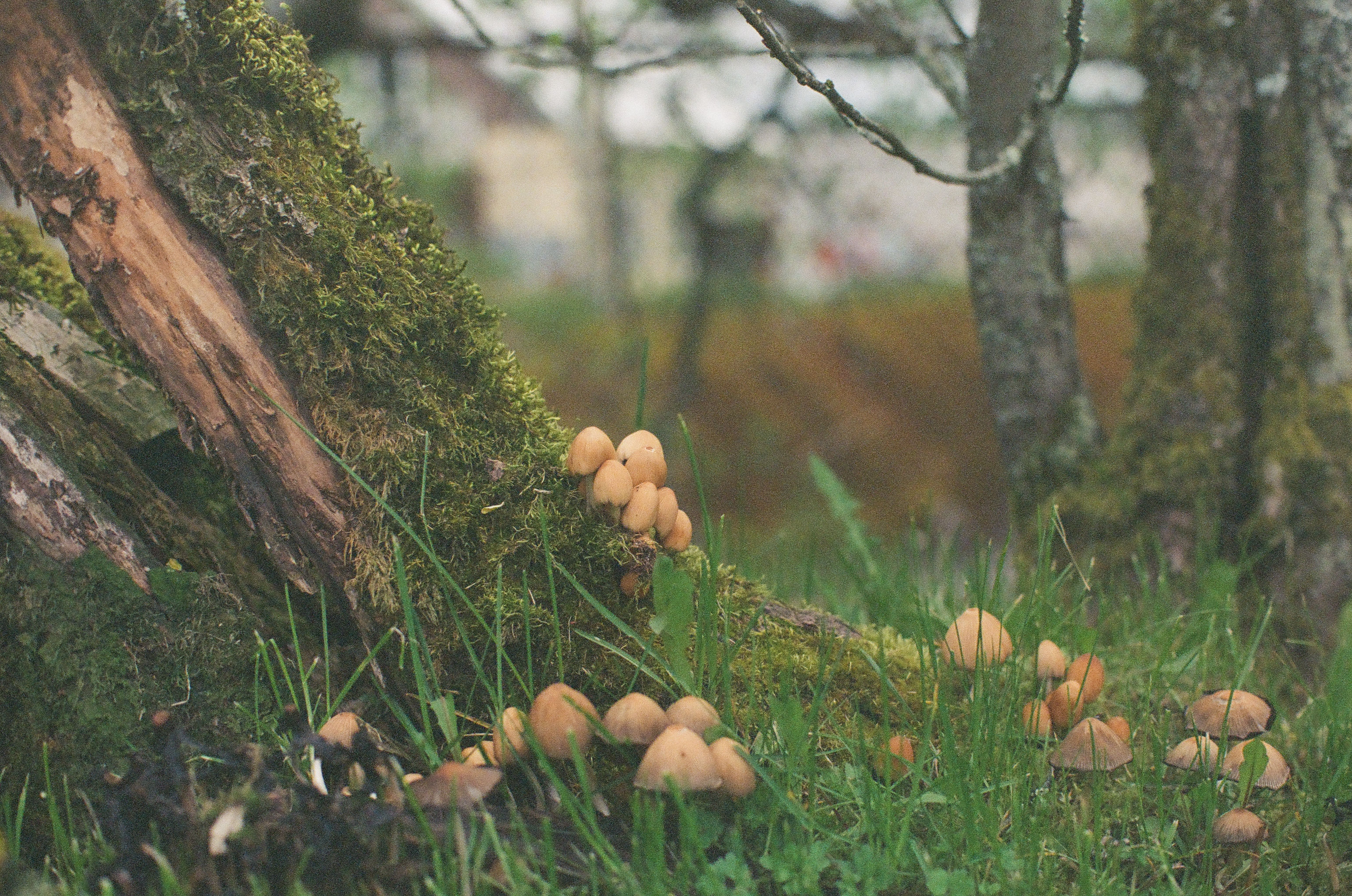 A closer view shows the same mushroom cluster rising from mossy bark into blades of grass, with birch trunks visible beyond.
