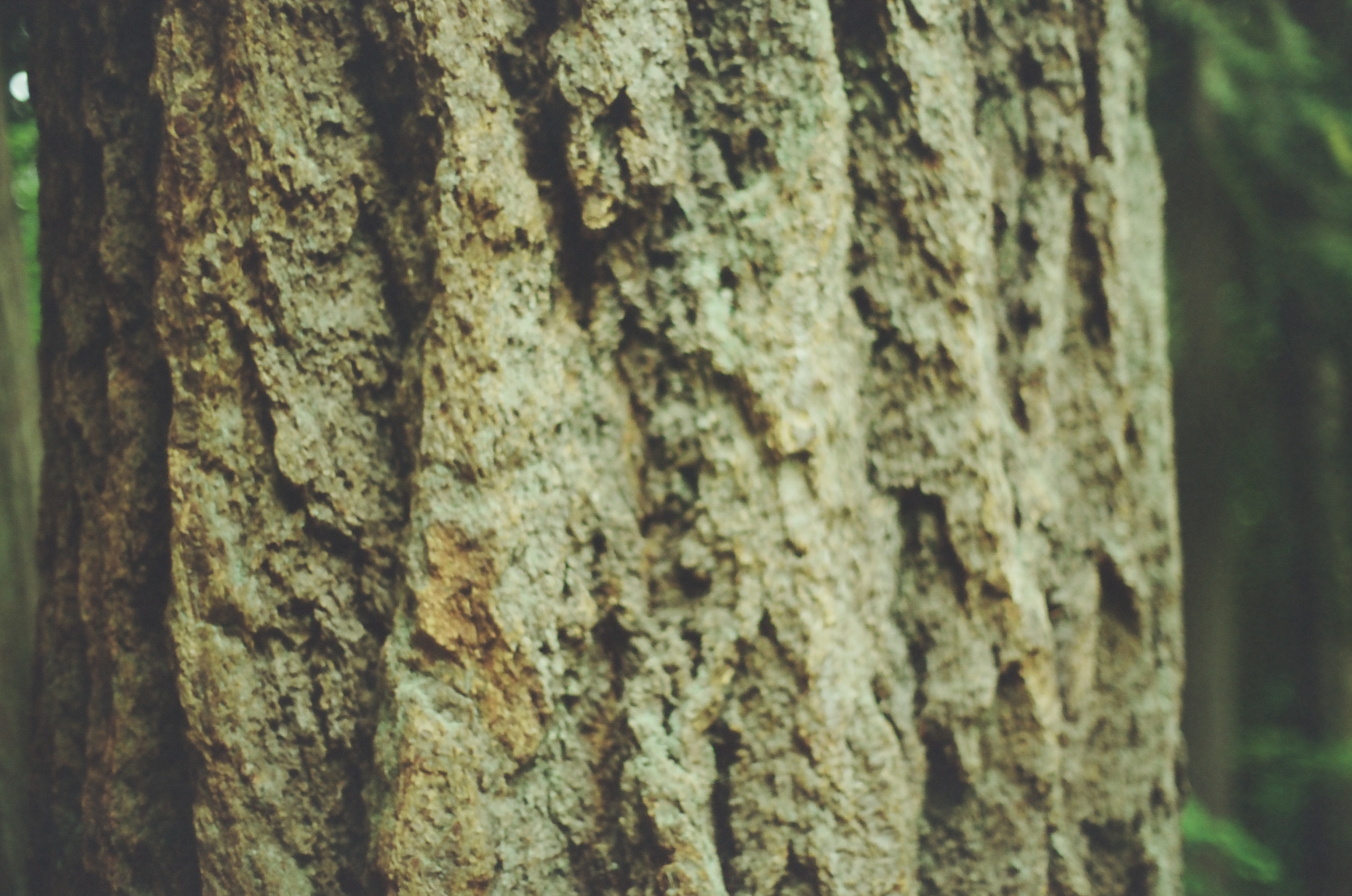 Deep ridges and pale patches cover the bark of a large tree in close view.
