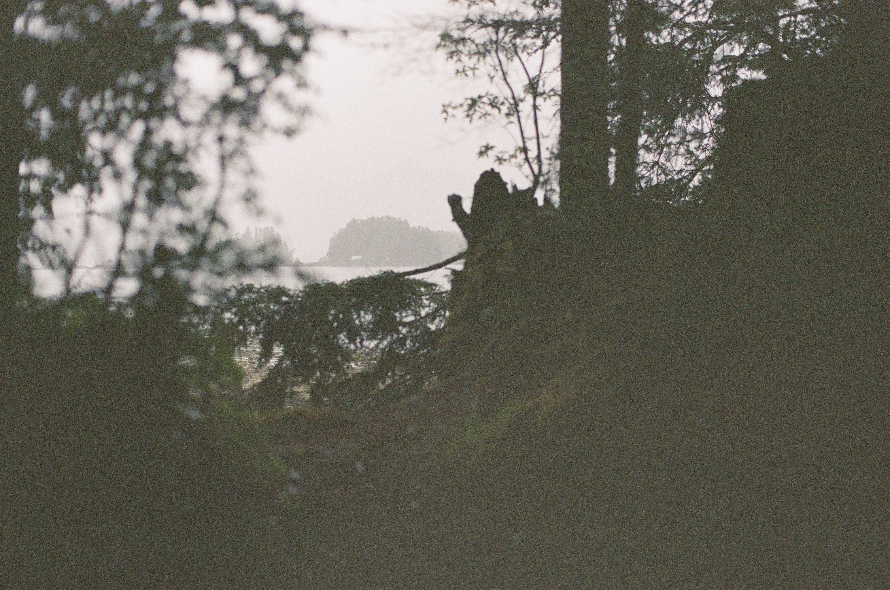 A dark uprooted trunk twists against pale water and distant trees at the edge of a forest.